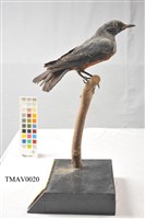 Blue Rock Thrush Collection Image, Figure 7, Total 16 Figures